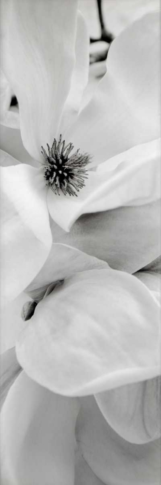 Magnolia - 1 art print by Alan Blaustein for $57.95 CAD