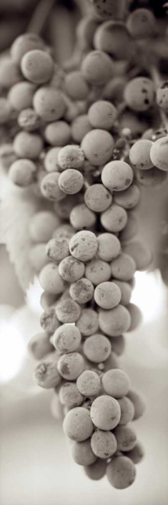 Grapes Pano - 9 art print by Alan Blaustein for $57.95 CAD