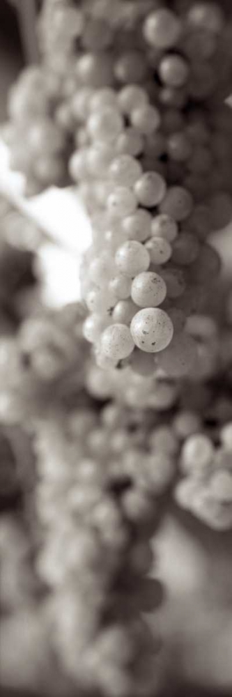 Grapes Pano - 10 art print by Alan Blaustein for $57.95 CAD