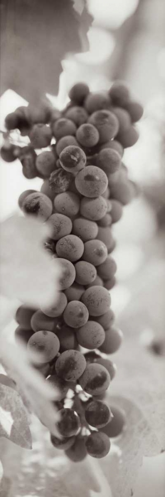 Grapes Pano - 2 art print by Alan Blaustein for $57.95 CAD