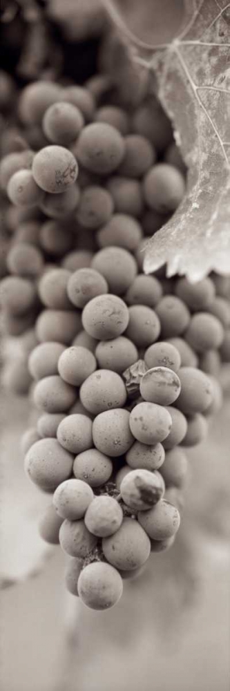 Grapes Pano - 1 art print by Alan Blaustein for $57.95 CAD
