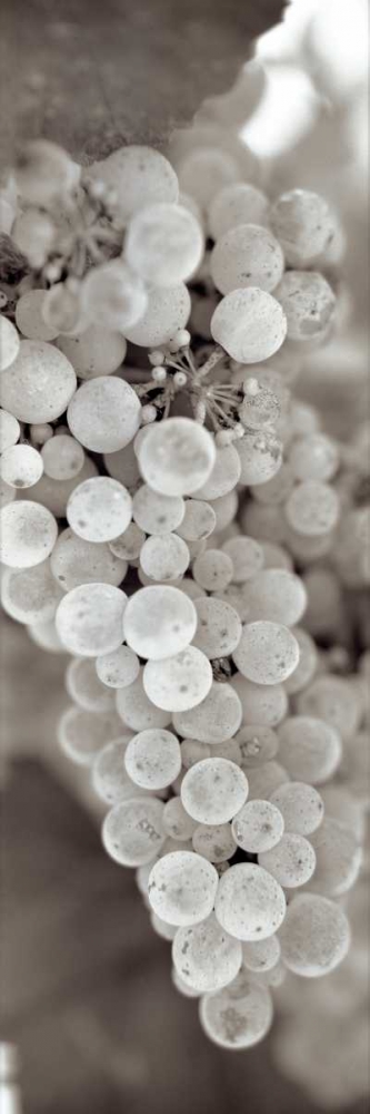Grapes Pano - 13 art print by Alan Blaustein for $57.95 CAD