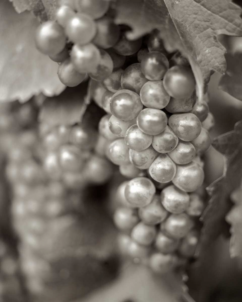 Grapes - 20 art print by Alan Blaustein for $57.95 CAD