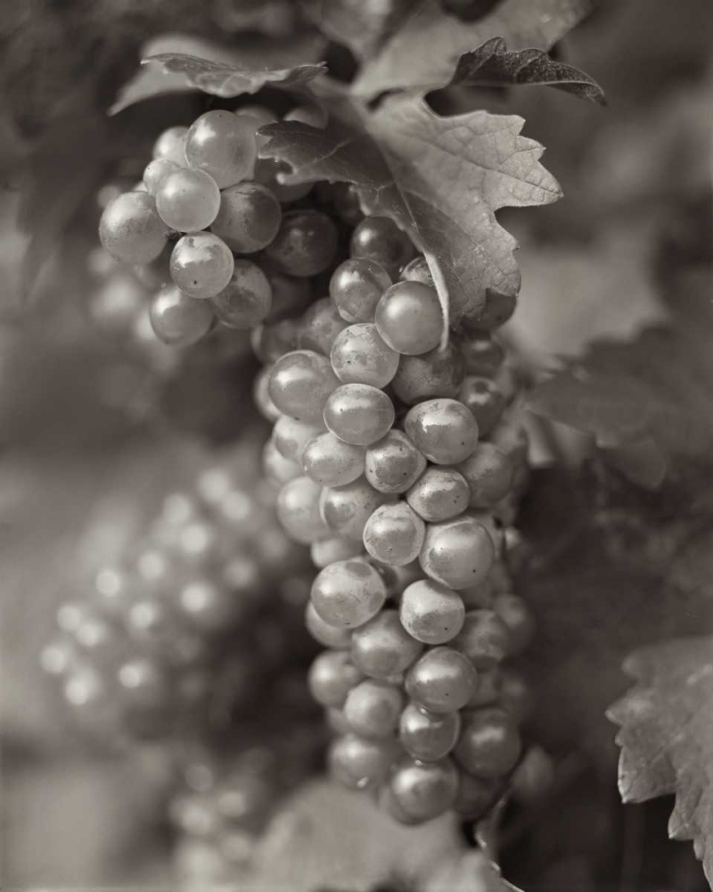 Grapes - 21 art print by Alan Blaustein for $57.95 CAD