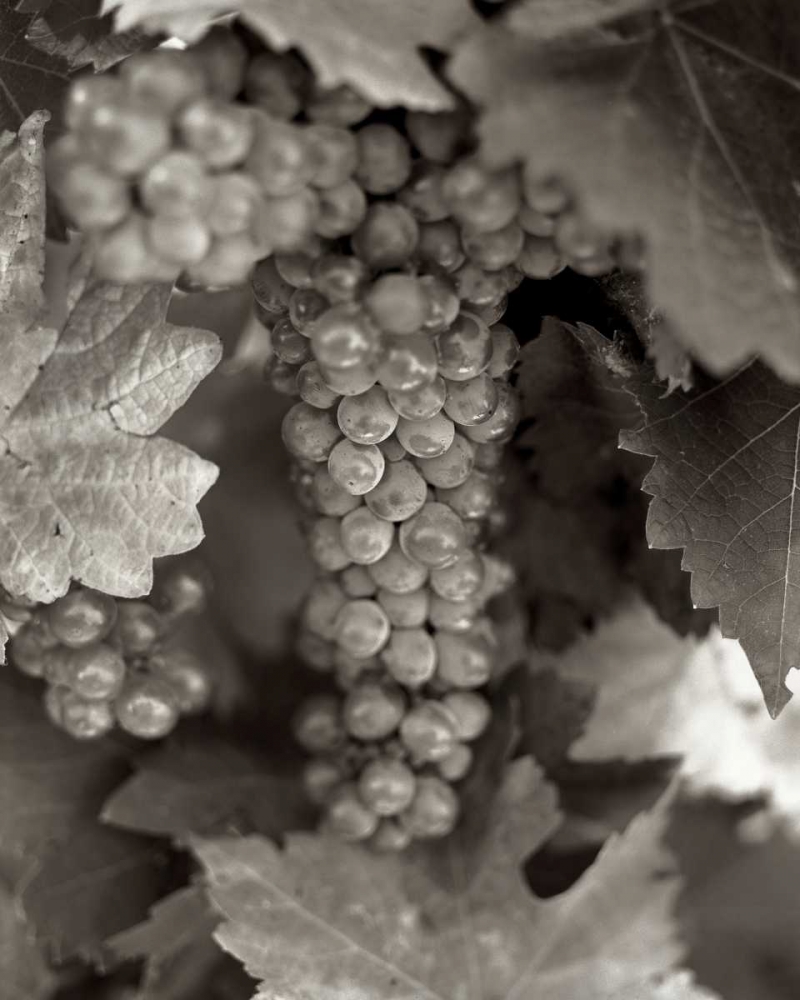 Grapes - 22 art print by Alan Blaustein for $57.95 CAD