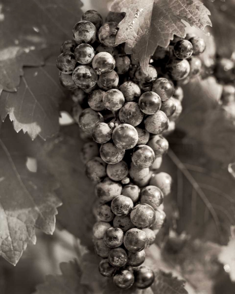 Grapes - 23 art print by Alan Blaustein for $57.95 CAD