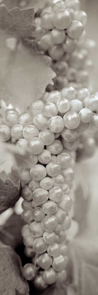 Grapes Pano - 7 art print by Alan Blaustein for $57.95 CAD