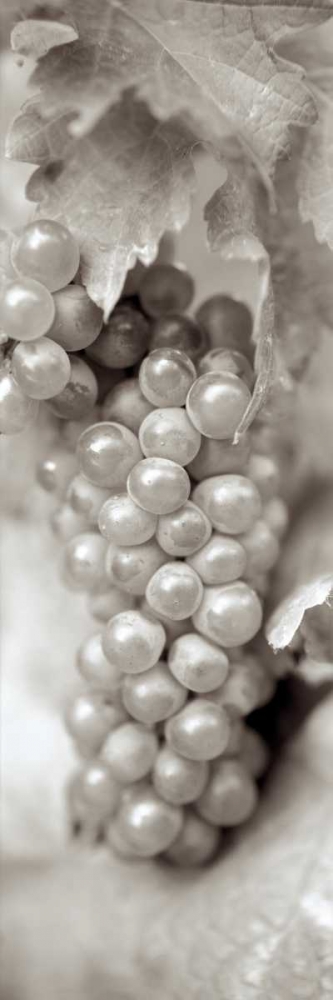Grapes Pano - 5 art print by Alan Blaustein for $57.95 CAD