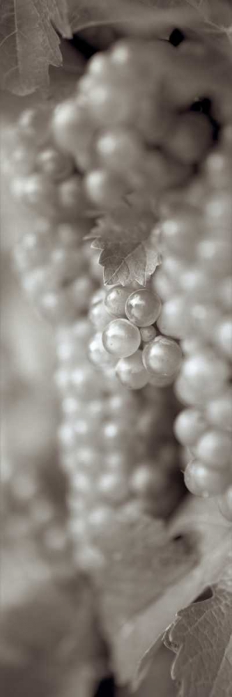 Grapes Pano - 4 art print by Alan Blaustein for $57.95 CAD