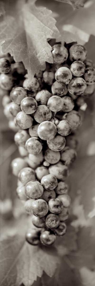 Grapes Pano - 8 art print by Alan Blaustein for $57.95 CAD