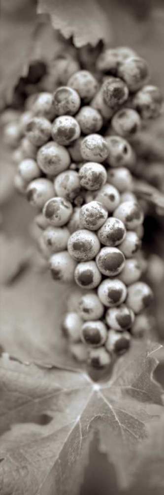 Grapes Pano - 6 art print by Alan Blaustein for $57.95 CAD