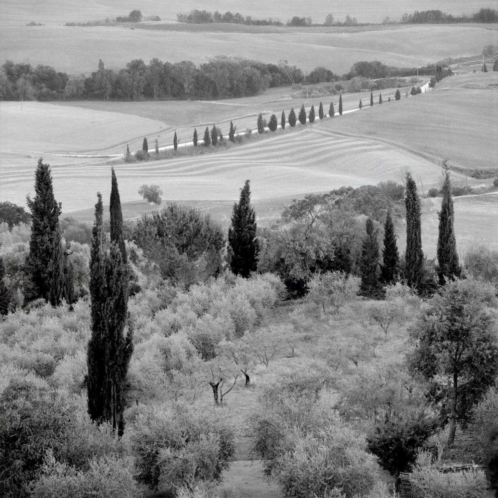 Tuscany - 6 art print by Alan Blaustein for $57.95 CAD