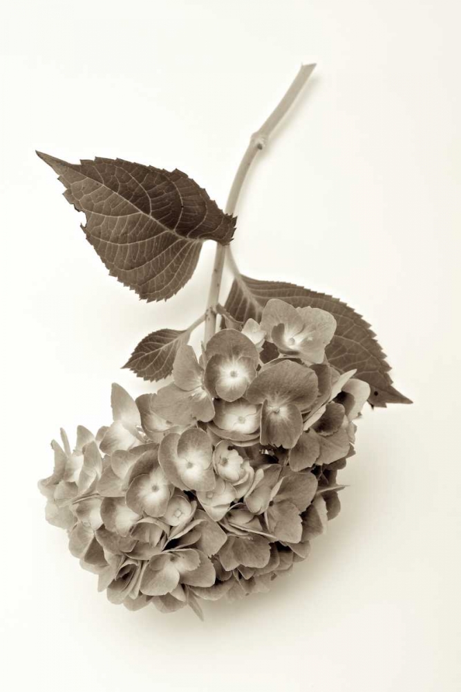 Garden Bloom - 3 art print by Alan Blaustein for $57.95 CAD