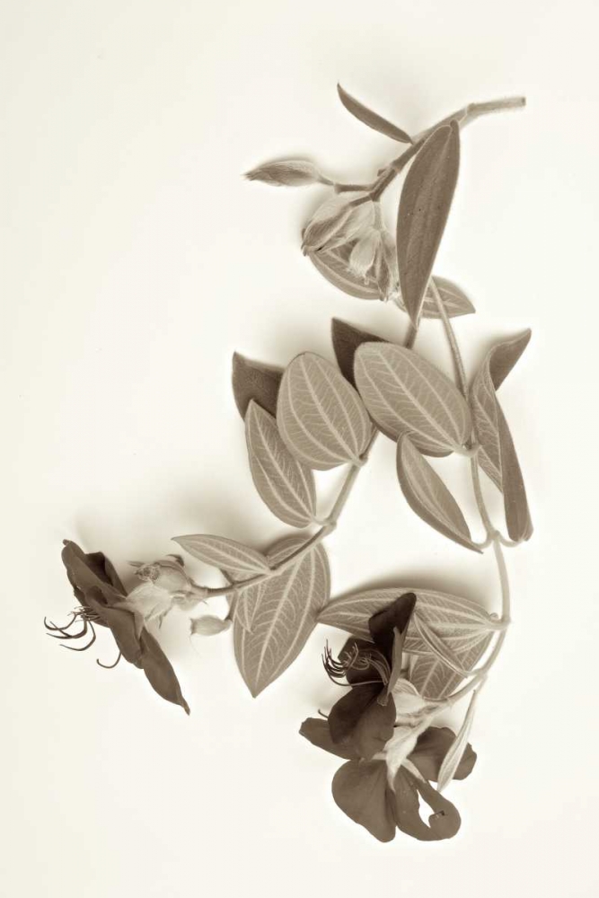 Garden Bloom - 5 art print by Alan Blaustein for $57.95 CAD