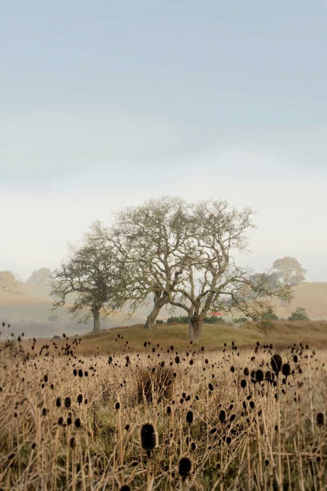 Oak Tree - 67 art print by Alan Blaustein for $57.95 CAD
