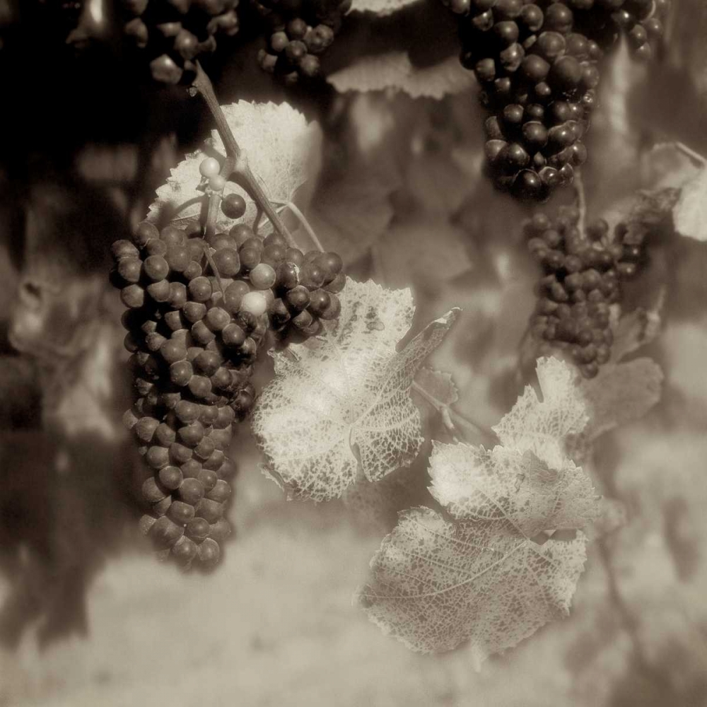 Grapes Sepia - 40A art print by Alan Blaustein for $57.95 CAD