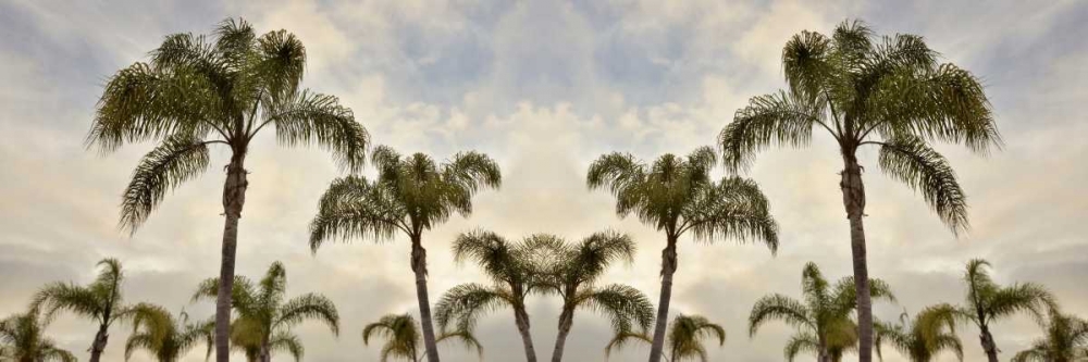 Palm Banner - 1 - Color art print by Alan Blaustein for $57.95 CAD