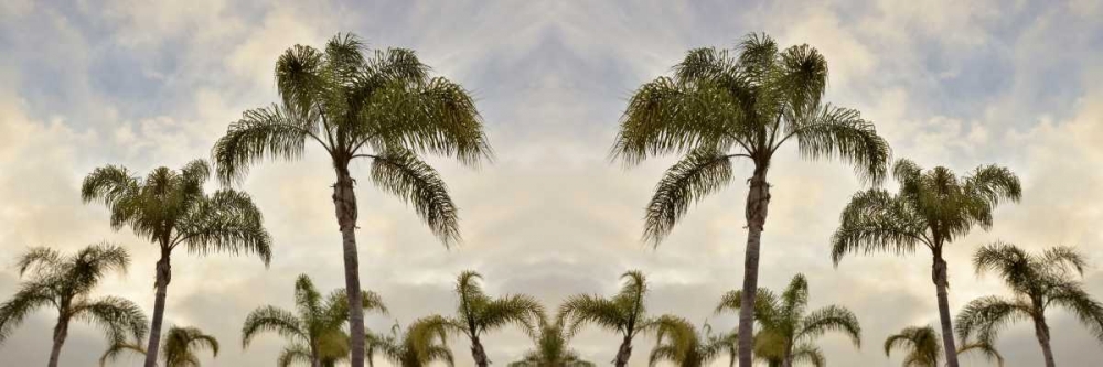 Palm Banner - 2 - Color art print by Alan Blaustein for $57.95 CAD