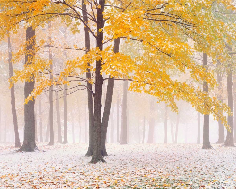 Early Autumn Snow art print by Jim Becia for $57.95 CAD