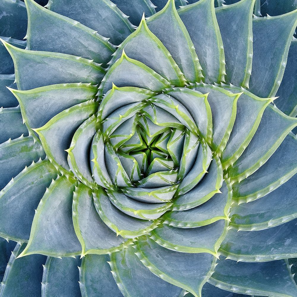 Spiral Succulent art print by Jan Bell for $57.95 CAD