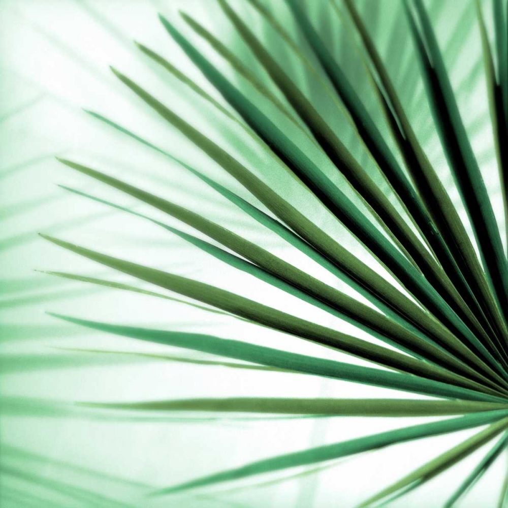 Palm Leaf #1 art print by Alan Blaustein for $57.95 CAD