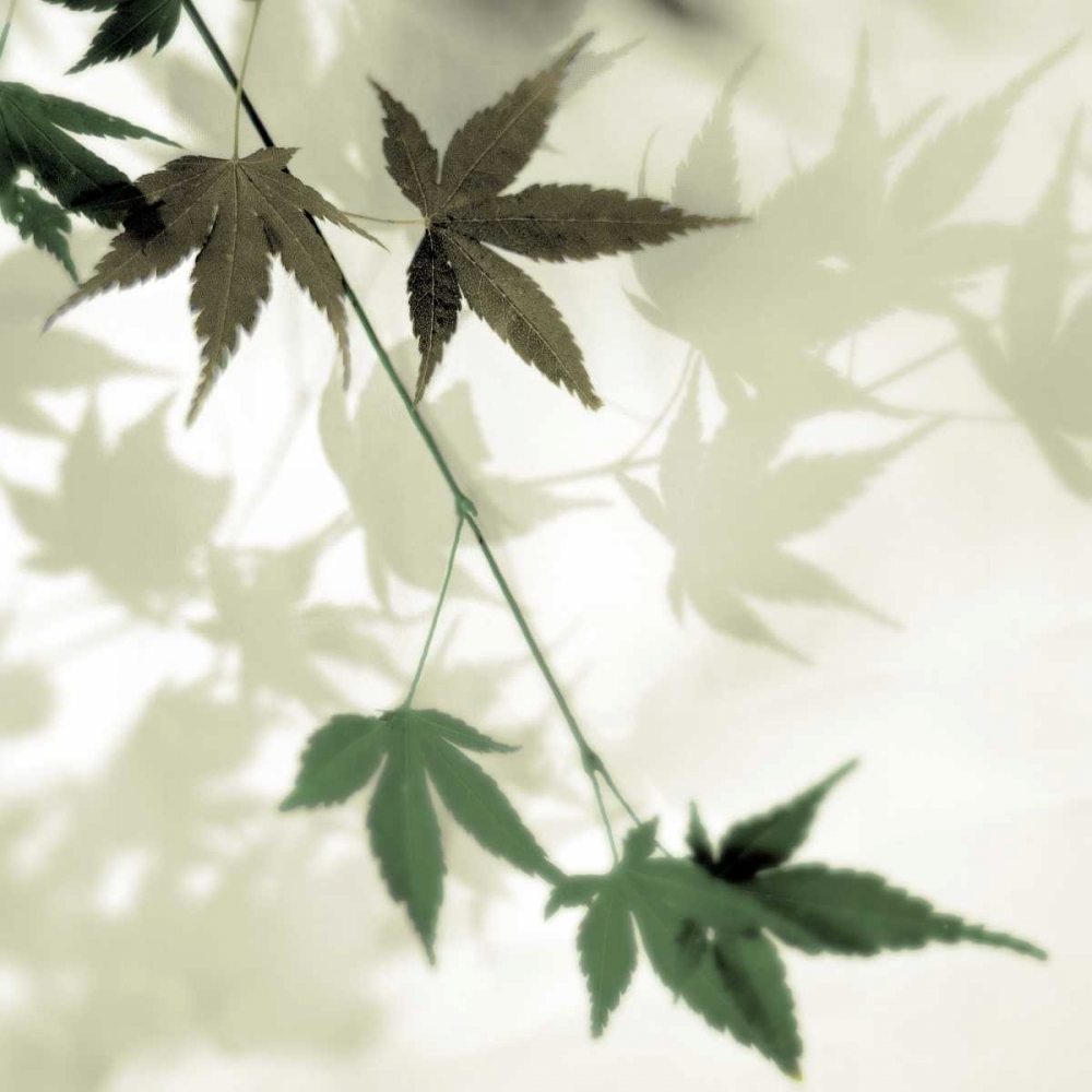 Japanese Maple #2 art print by Alan Blaustein for $57.95 CAD