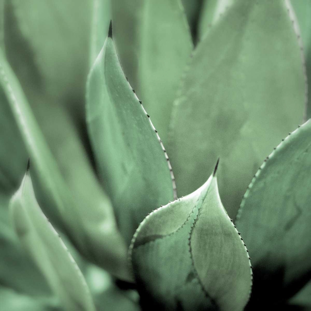 Agave #4 art print by Alan Blaustein for $57.95 CAD