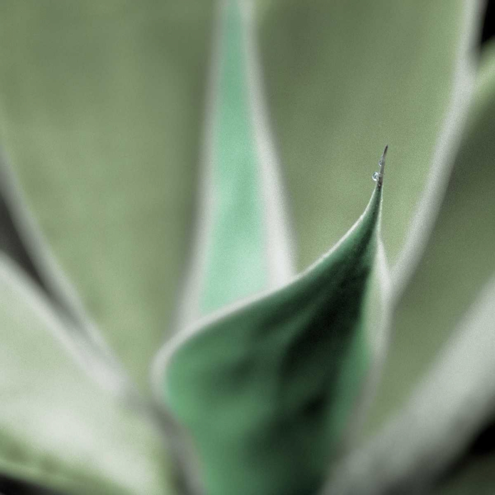Agave #5 art print by Alan Blaustein for $57.95 CAD