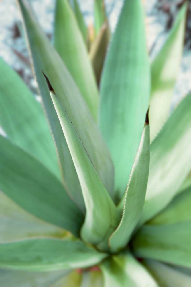 Agave Succulent #1 art print by Alan Blaustein for $57.95 CAD