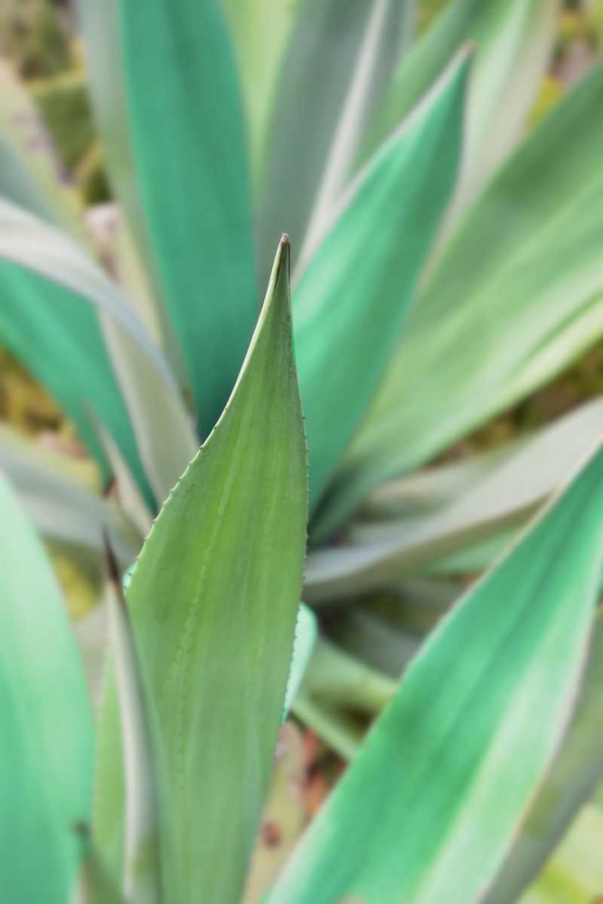 Agave Succulent #3 art print by Alan Blaustein for $57.95 CAD