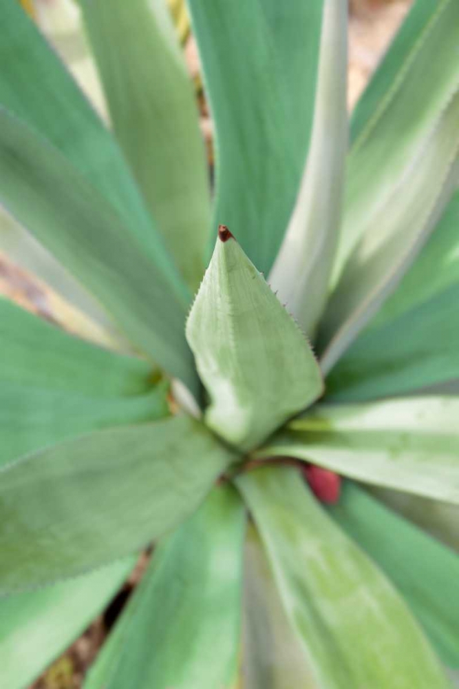 Agave Succulent #2 art print by Alan Blaustein for $57.95 CAD