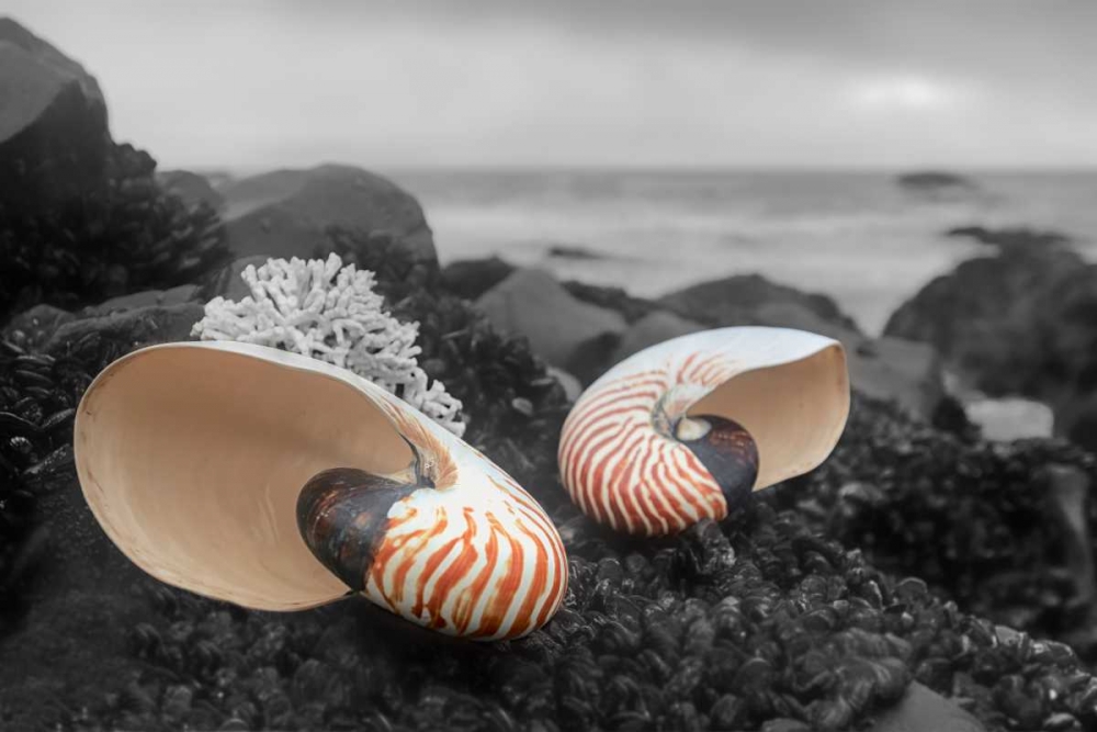 Crescent Beach Shells 2 art print by Alan Blaustein for $57.95 CAD
