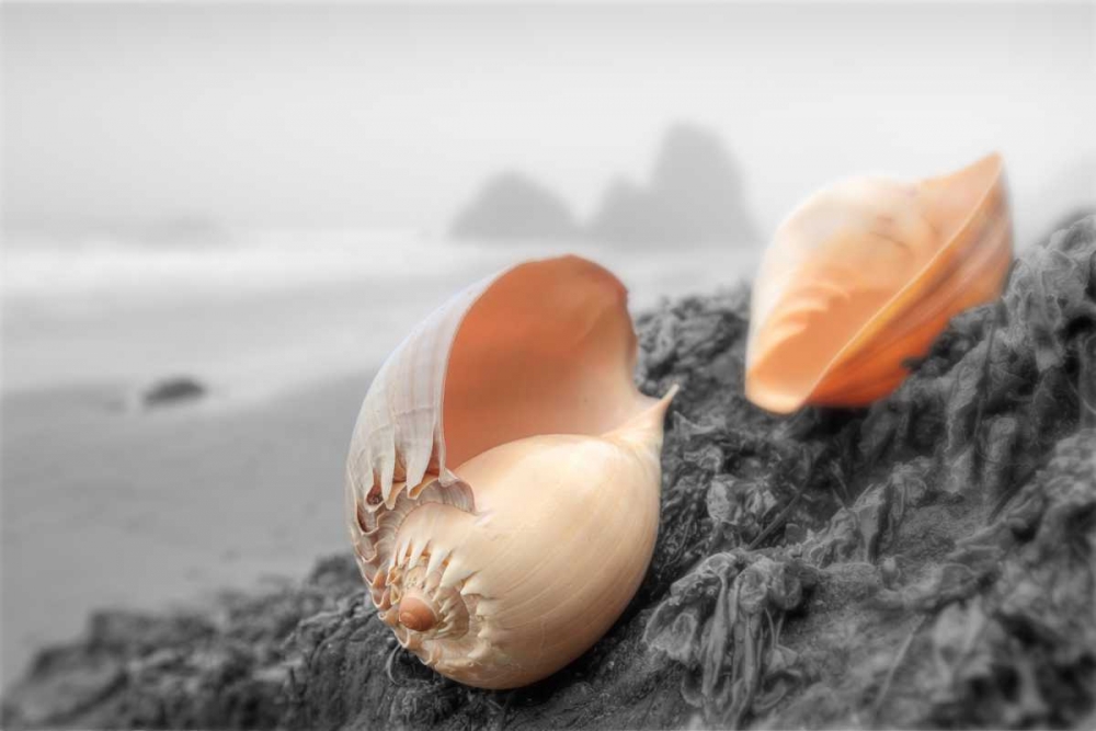 Crescent Beach Shells #20 art print by Alan Blaustein for $57.95 CAD
