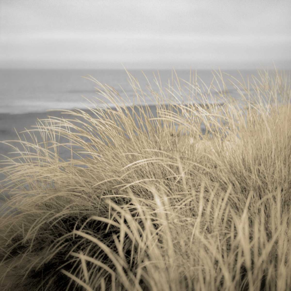 Tuscan Dunes #2A art print by Alan Blaustein for $57.95 CAD