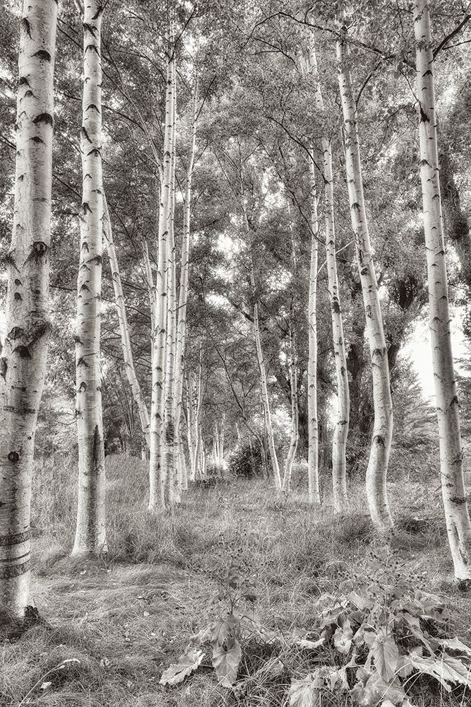 Birch Trees No.3 art print by Alan Blaustein for $57.95 CAD