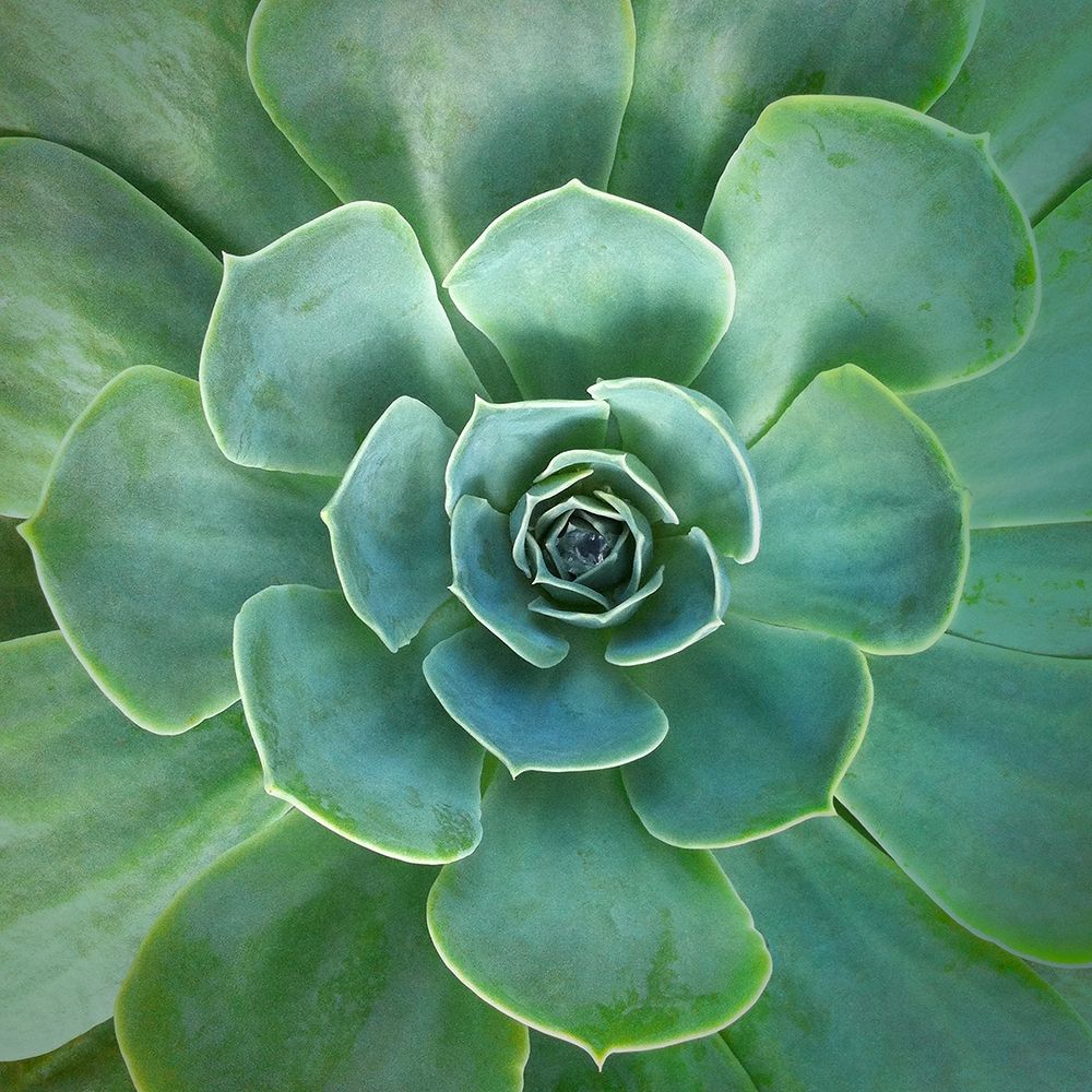 Glowing Succulent art print by Jan Bell for $57.95 CAD