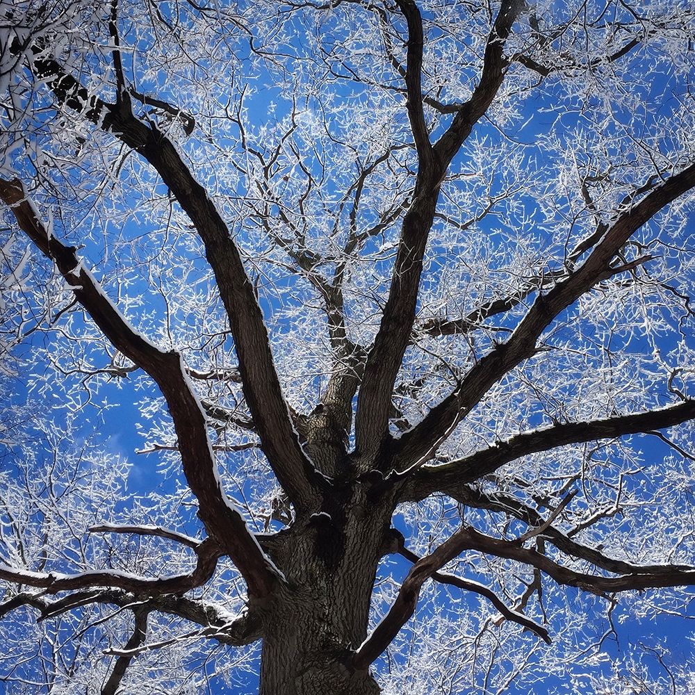 Snow Covered Tree art print by Jan Bell for $57.95 CAD