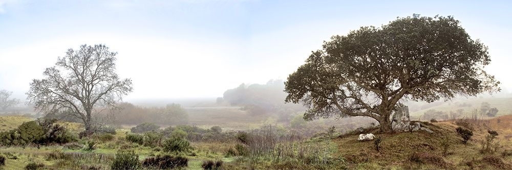 Sonoma Oak Trees No. 1 art print by Alan Blaustein for $57.95 CAD