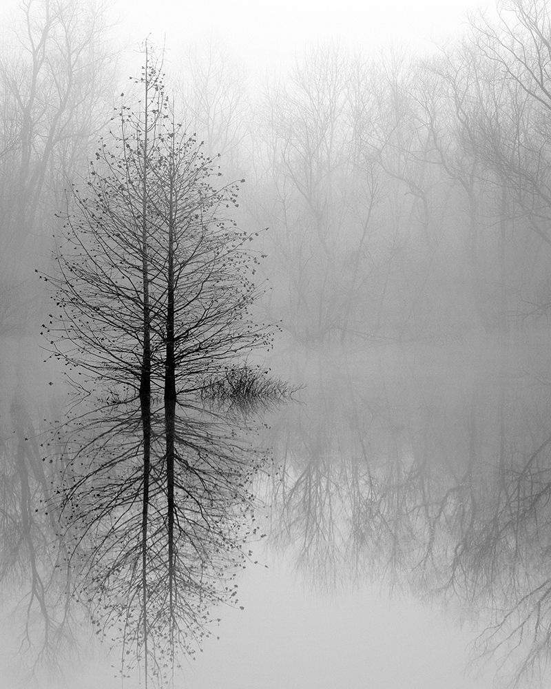 Lake Trees in Winter Fog art print by Nicholas Bell for $57.95 CAD