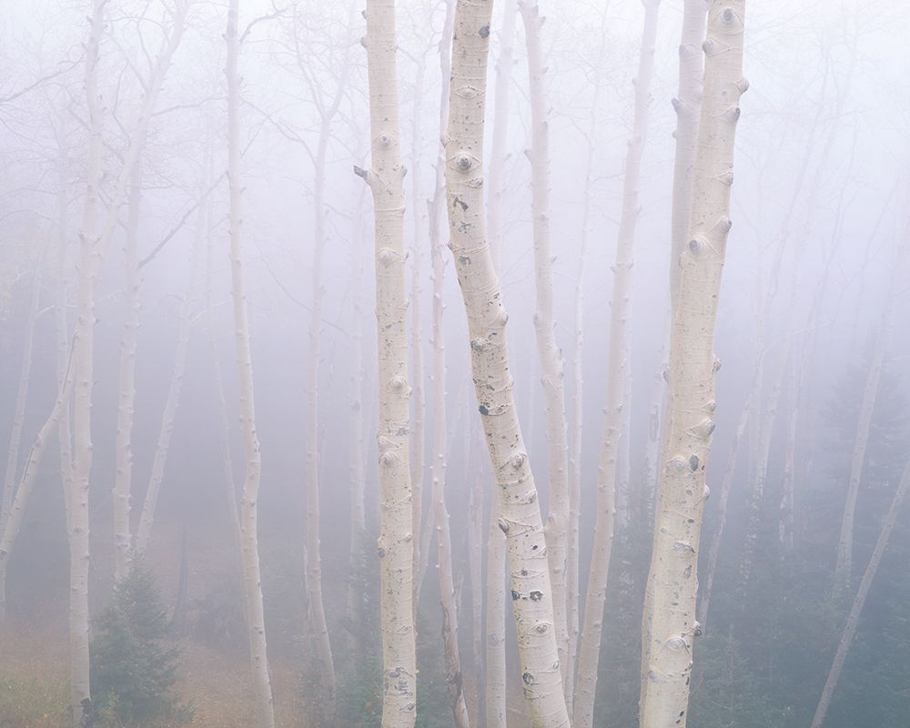 Aspens In The Fog art print by Jim Becia for $57.95 CAD