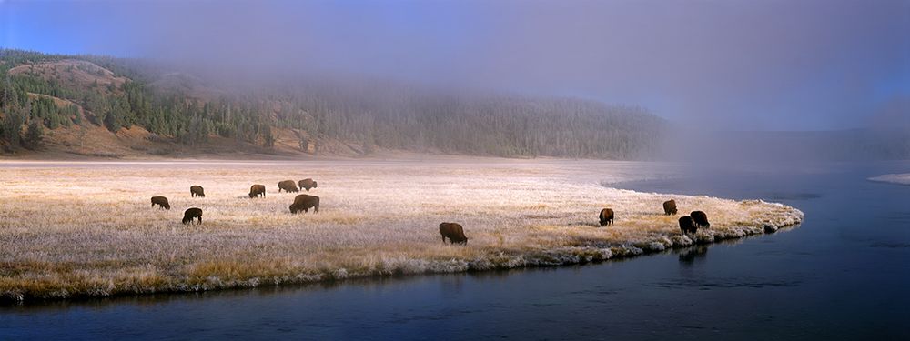 Bison Along the Firehole art print by Jim Becia for $57.95 CAD