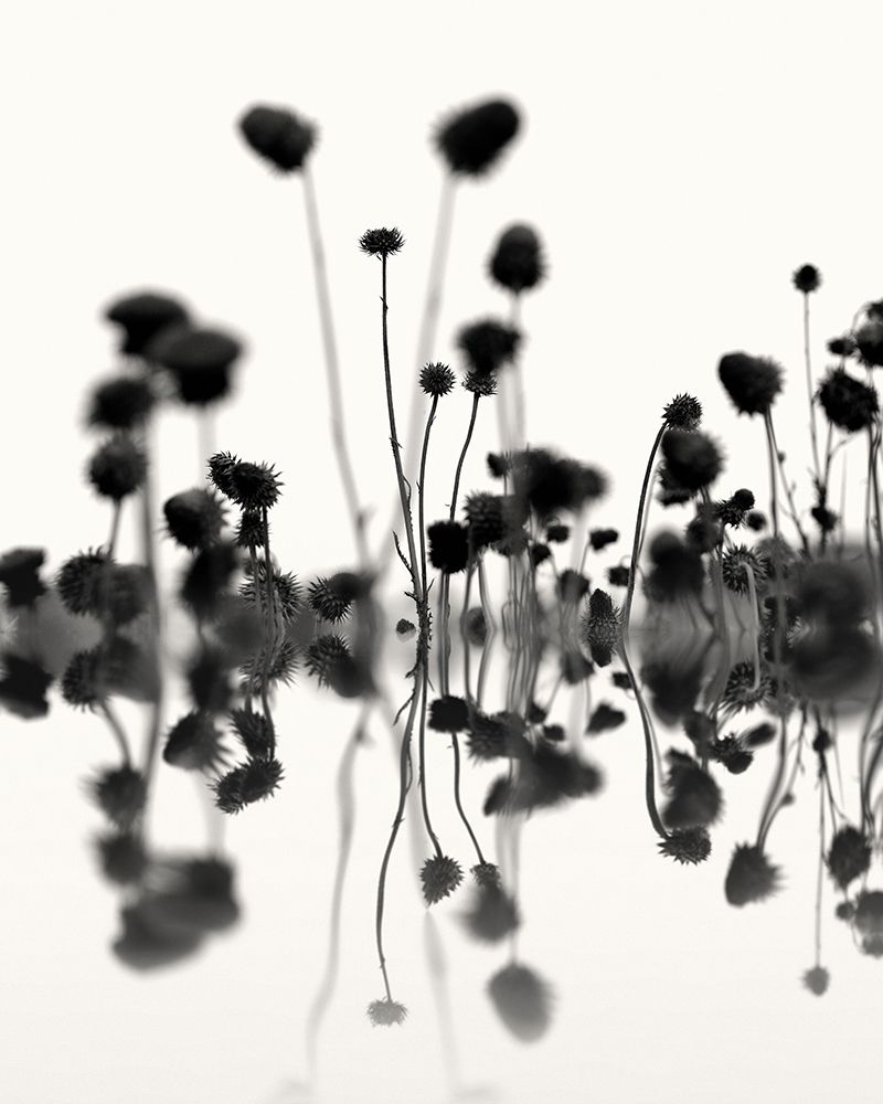 Botanical Abstract No. 4 art print by Nicholas Bell for $57.95 CAD