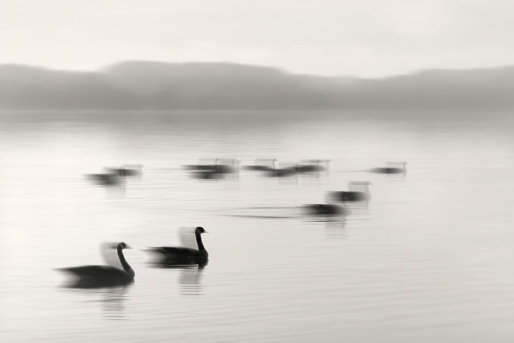 Geese on Melton Lake art print by Nicholas Bell for $57.95 CAD
