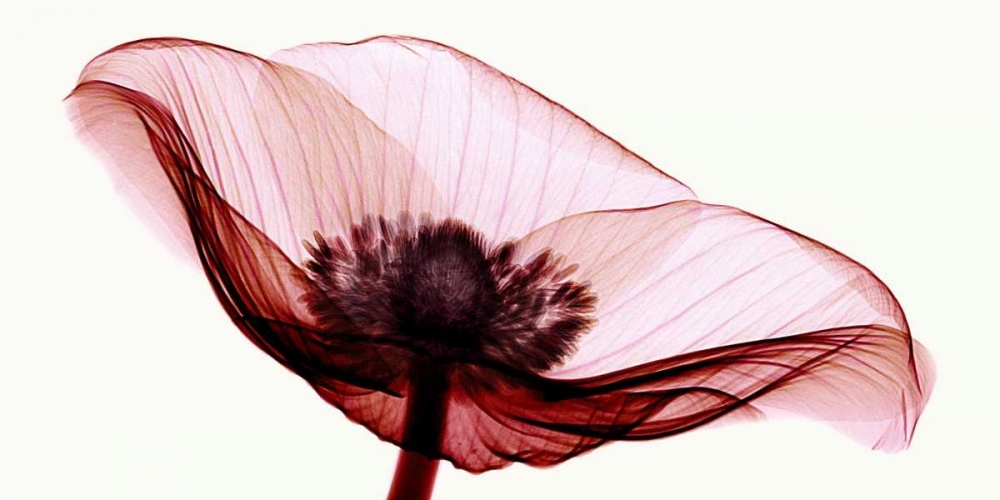 Anemone I art print by Robert Coop for $57.95 CAD