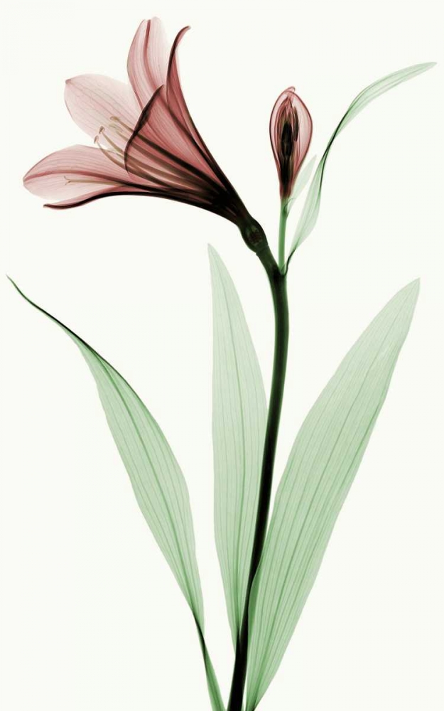 Lily I art print by Robert Coop for $57.95 CAD
