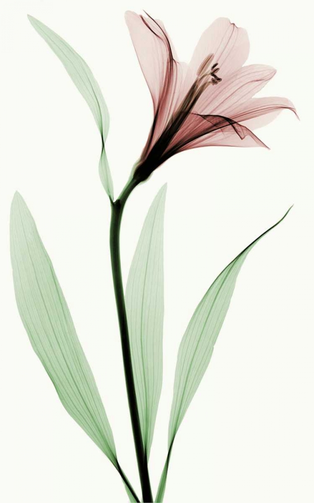 Lily II art print by Robert Coop for $57.95 CAD
