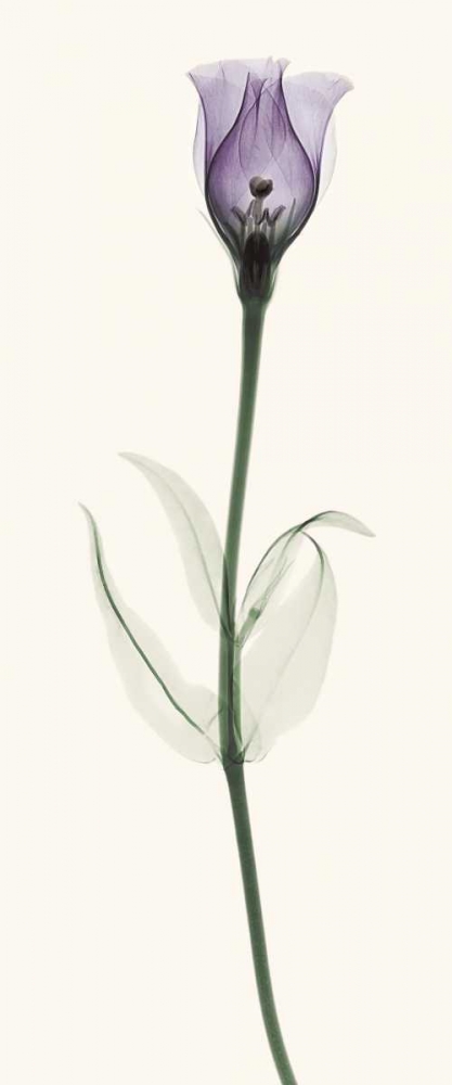 Lisianthus art print by Robert Coop for $57.95 CAD