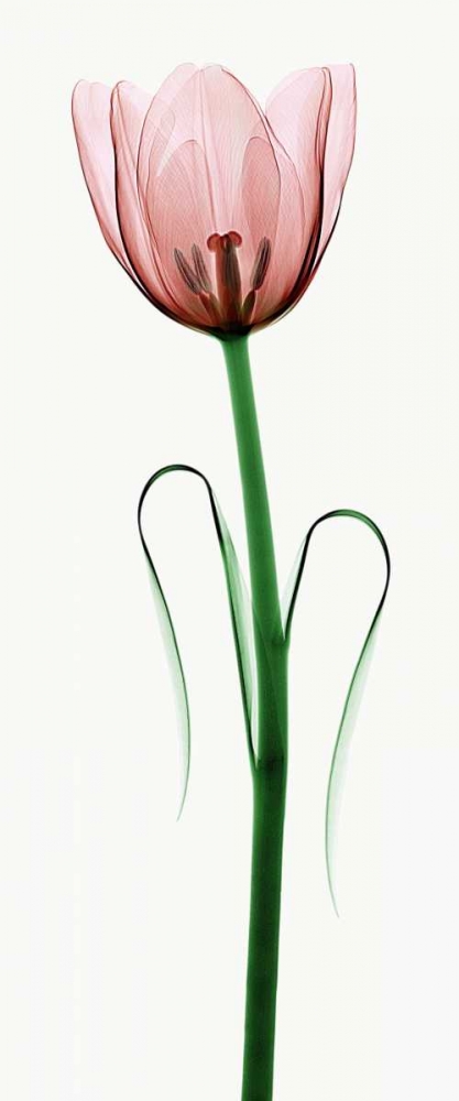 Tulip I art print by Robert Coop for $57.95 CAD
