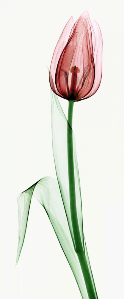 Tulip II art print by Robert Coop for $57.95 CAD