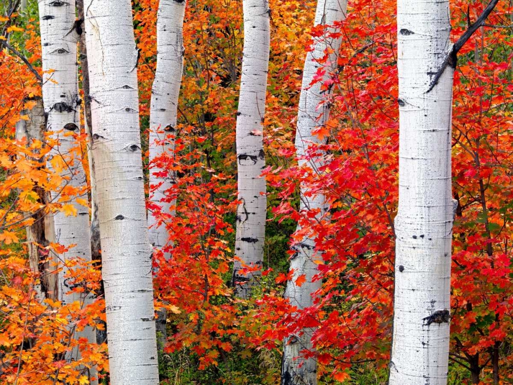 Aspens and Maples art print by Elizabeth Carmel for $57.95 CAD
